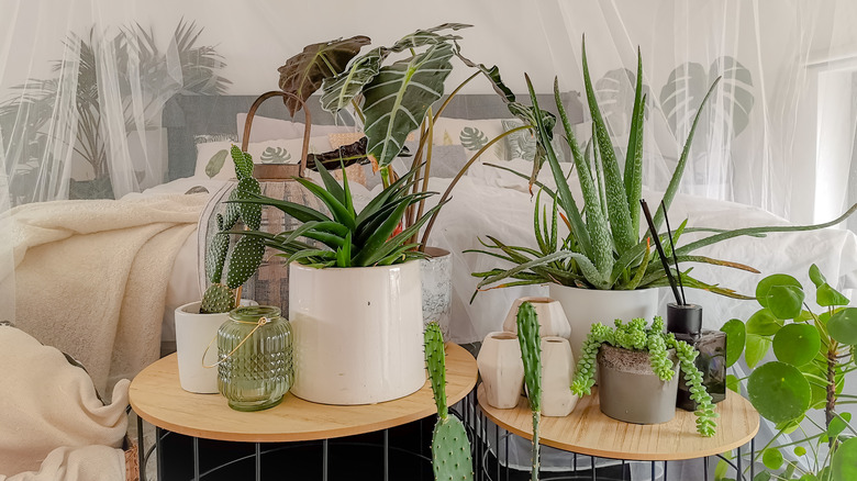 Bedroom with many plants