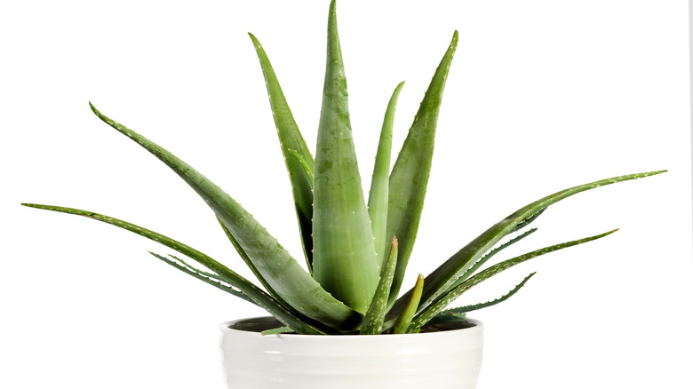 Aloe vera in pot