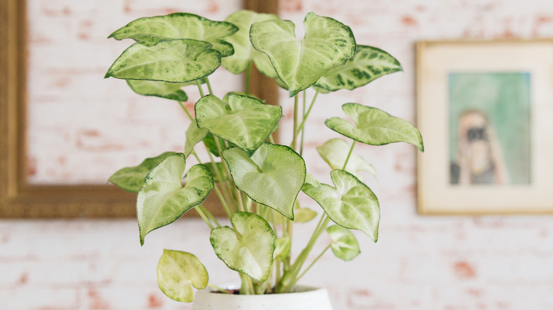 Arrowhead plant