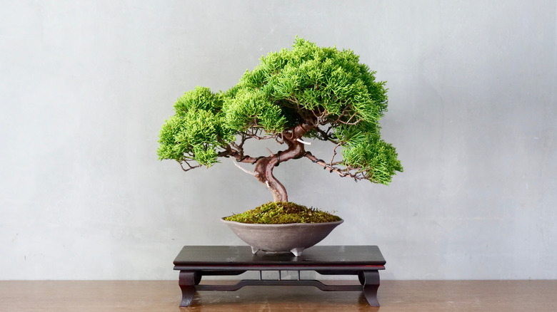 Bonsai tree on table