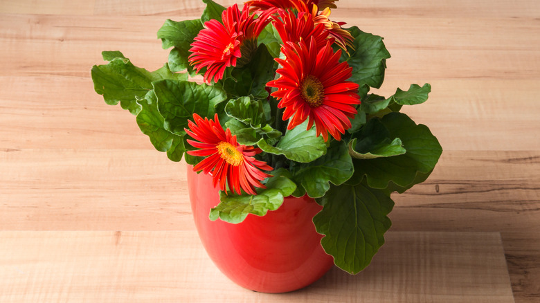 Gerbera daisy
