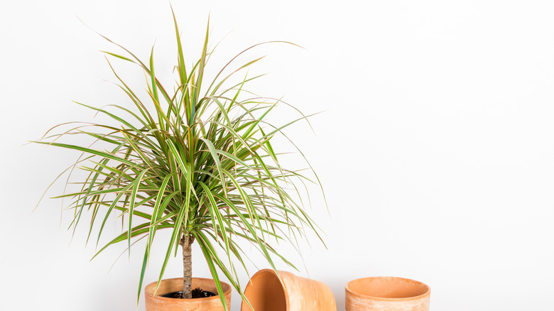 Madagascar dragon plant
