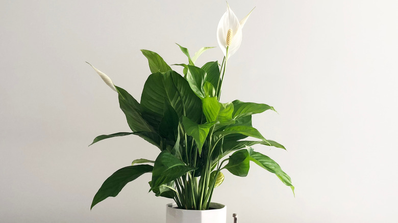 Peace lily