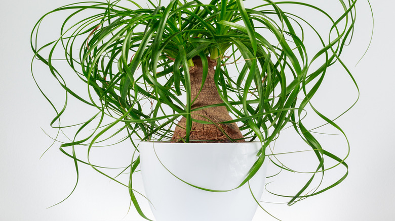 Ponytail palm