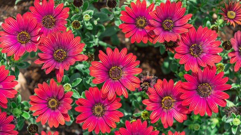 Cluster of red African daisies