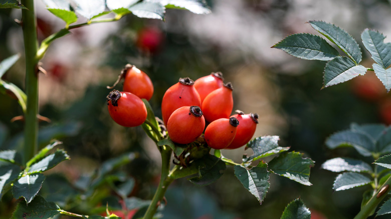 red Arkansas Rose hips