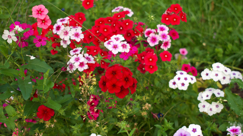 red, white, and pink Autumn phlox flowers