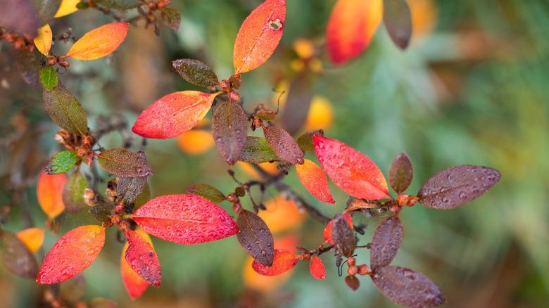 close up of Azalea leaves turning red on a rainy day