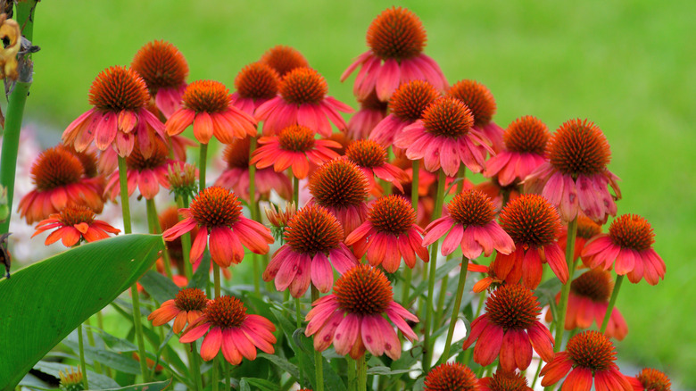 cluster of red cone flowers