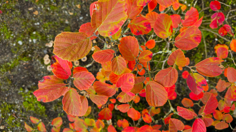Dwarf Fothergilla foliage turning red in the fall
