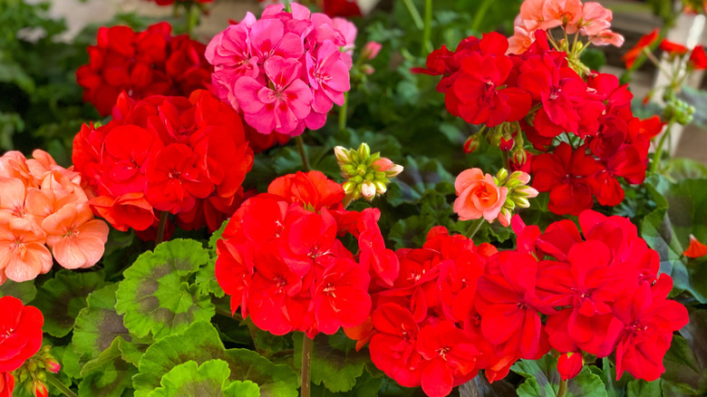 close up of red, pink, and coral pelargonium flowers