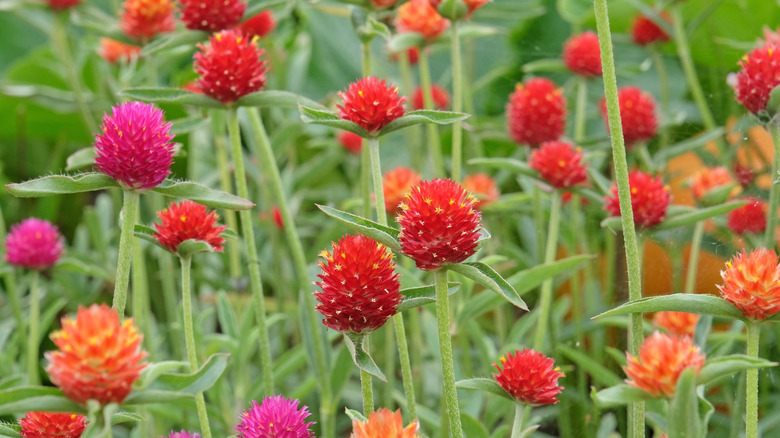 red pink and orange globe amaranth flowers