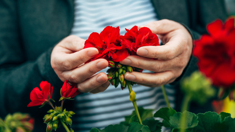 hands touching red flower blooms