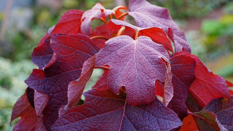 Oakleaf Hydrangea in autumn with red foliage