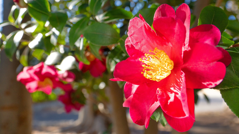 close up of red camellia sasanqua