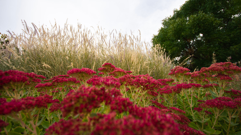 red Autumn Joy sedum in front of tall grass