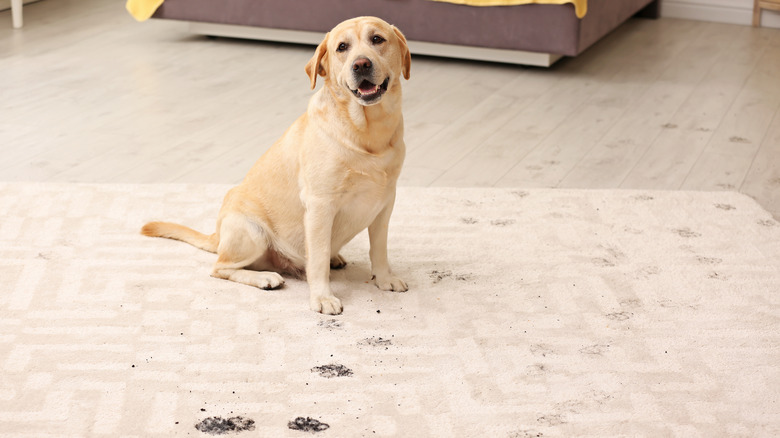 dog on carpet