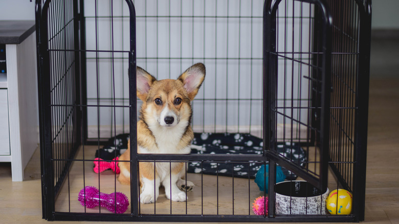dog in a crate