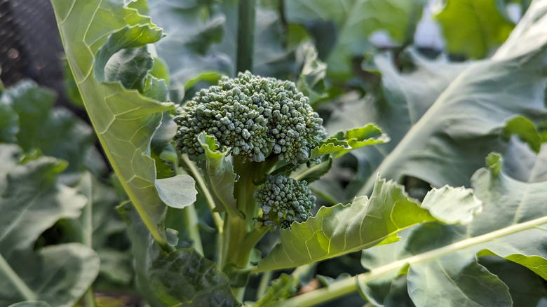 Young broccoli plant growing in a garden