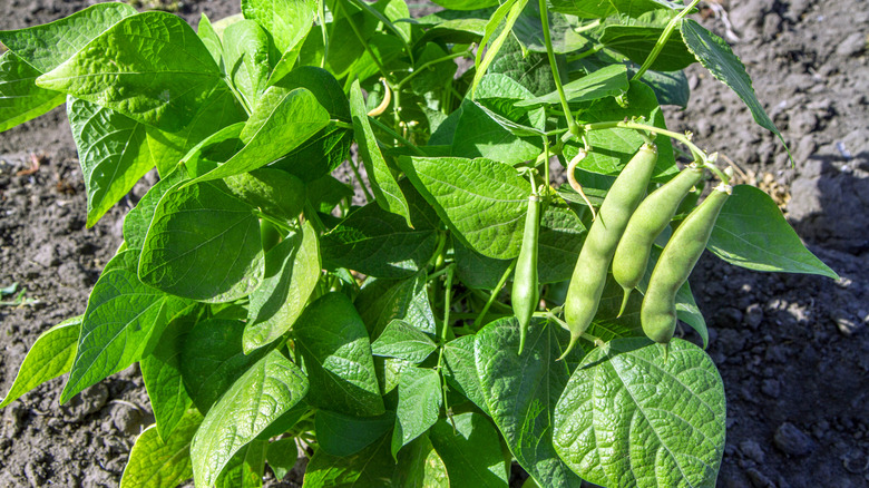 Bush beans growing in a garden