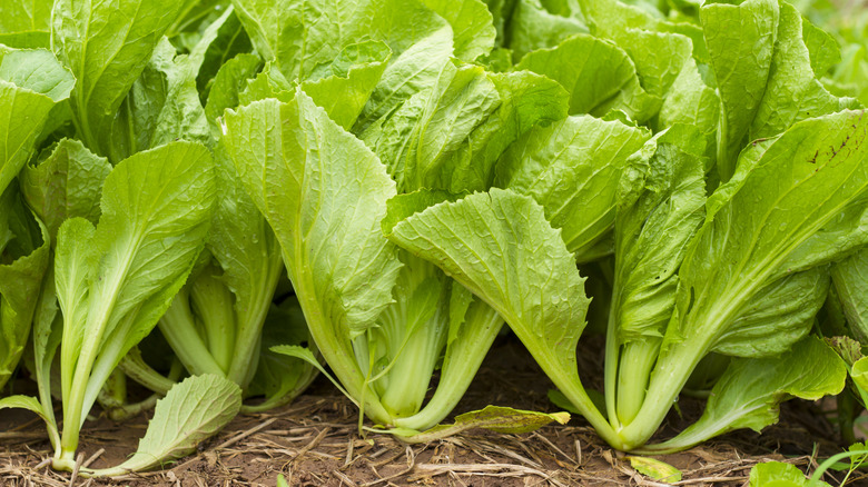 Mustard greens growing in a row in a garden