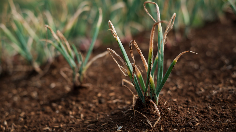 Onions greens sprouting in rows in soil