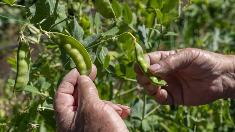 Gardener's hands holding up young pea pods growing in a garden