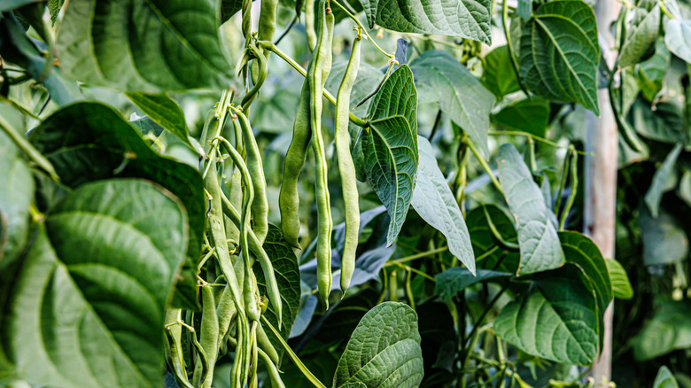 Green beens growing on a trellis