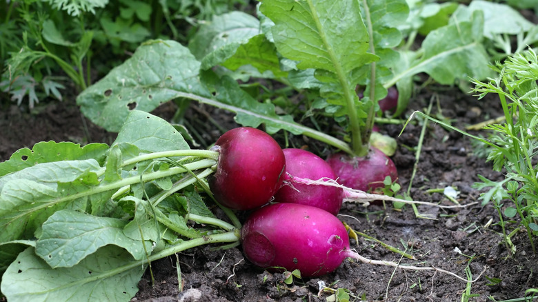 Red radishes laying in the dirt next to a row of radishes still in the ground
