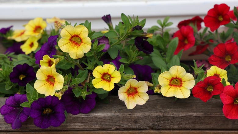 Calibrachoa flowers in mixed colors in wooden planter.