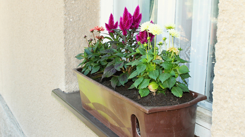 Purple celosia with dahlias in window box planter.