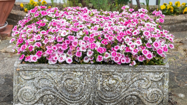 Pink and white dianthus in stone container.