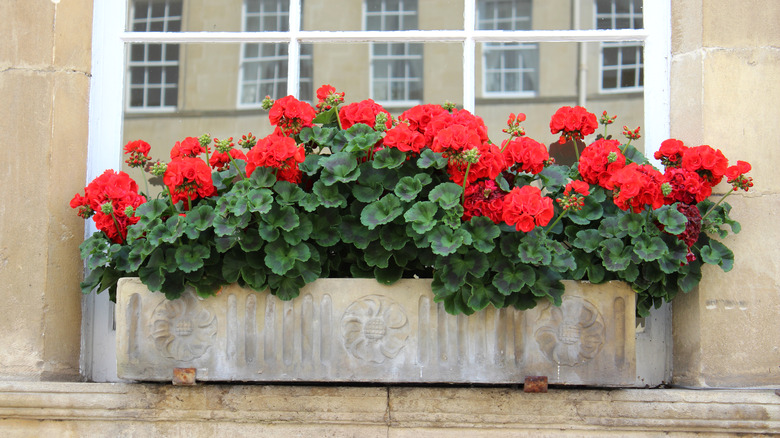 Red geraniums in window box.