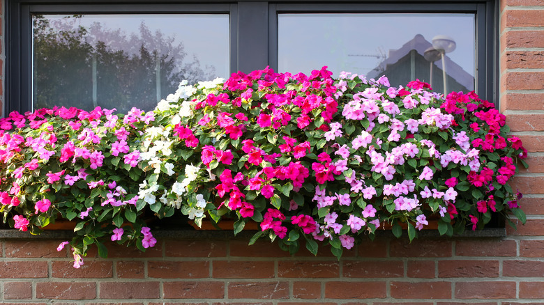 Mixed impatiens in window box.