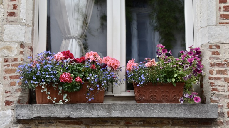 Mixed flowers in window boxes.