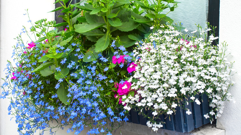 Blue and white lobelia in window box.