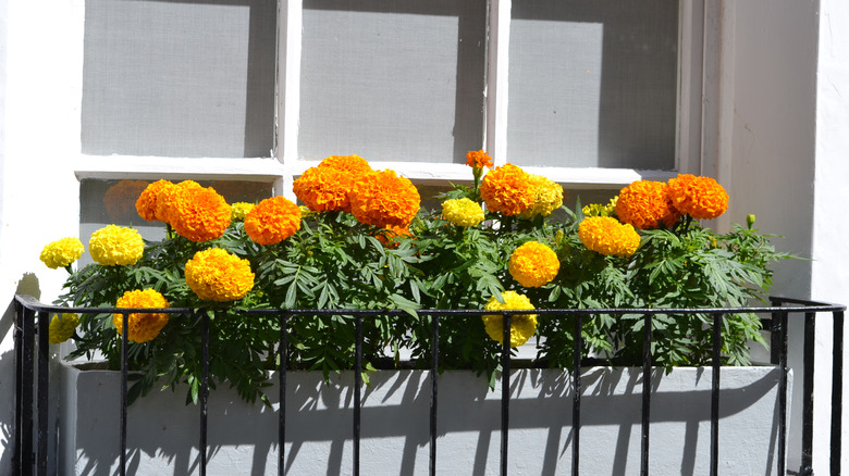 Orange and yellow marigolds in window box.