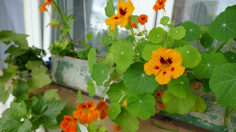 Yellow nasturtiums in window box planter.