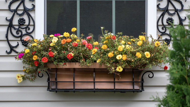 Portulaca flowers in window box.