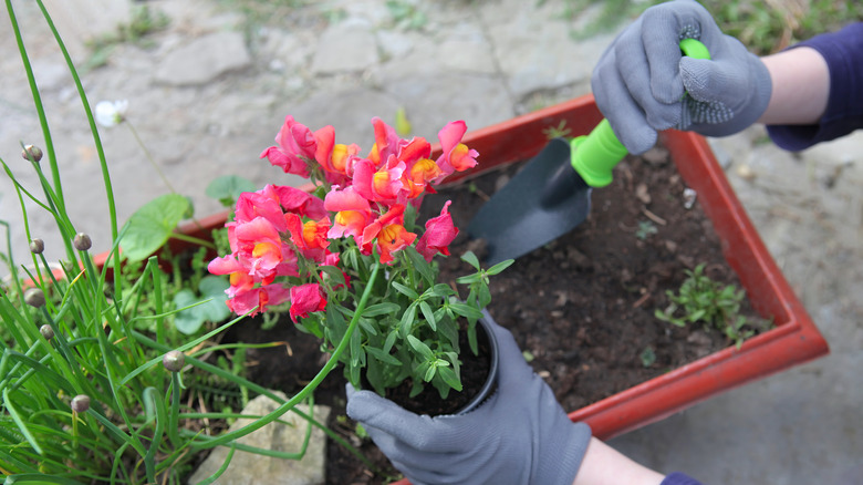 Person planting snapdragons in window box.