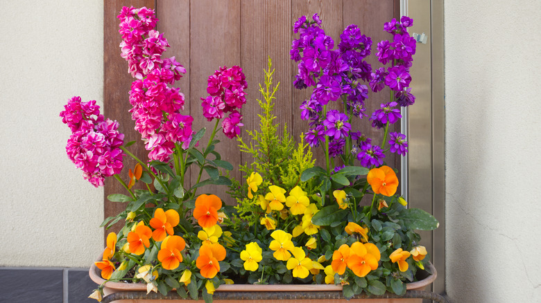 Pink and purple stock flowers with in window box.