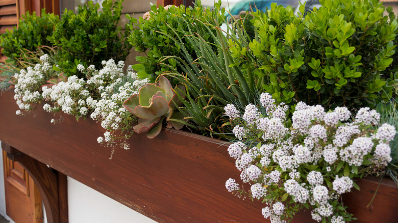 White sweet alyssum in window box.