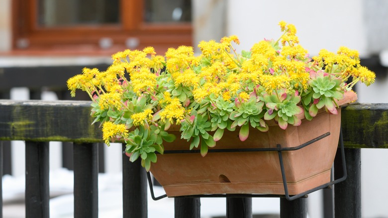 Trailing sedum in container.