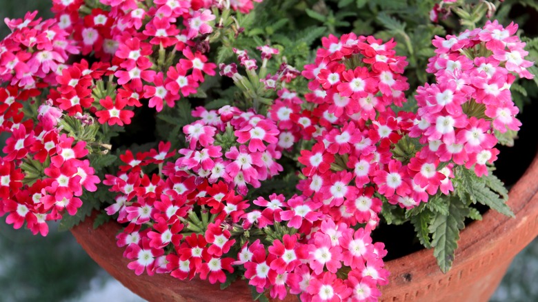 Pink verbena flowers in planter.