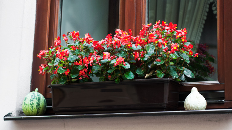 Red wax begonias in window box planter.