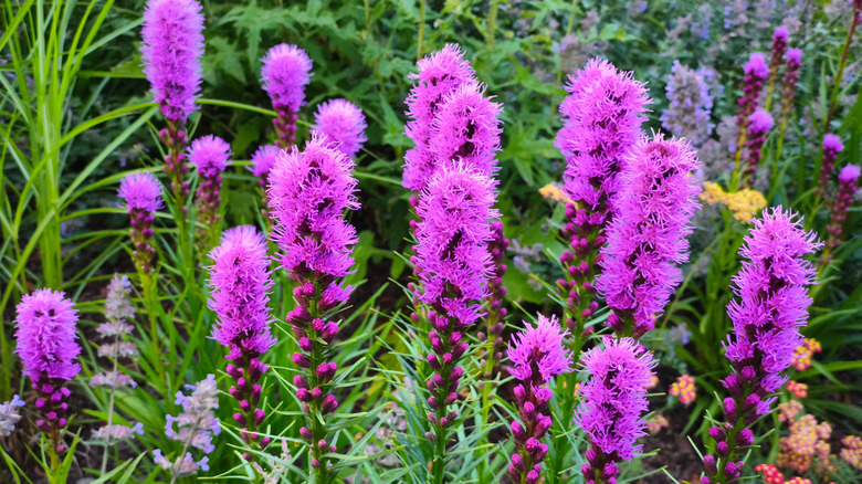 Purple blazing star blooms in a garden