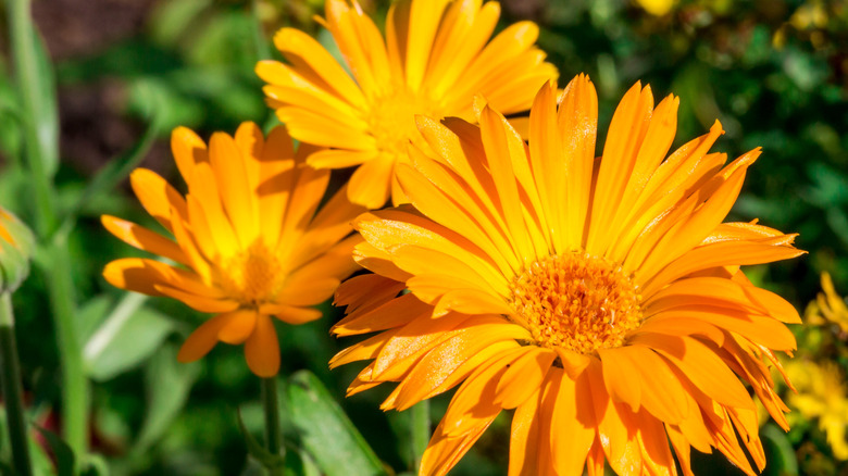 Blooming orange calendula