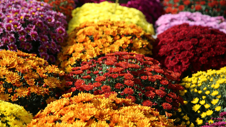 A collection of colorful mums in containers