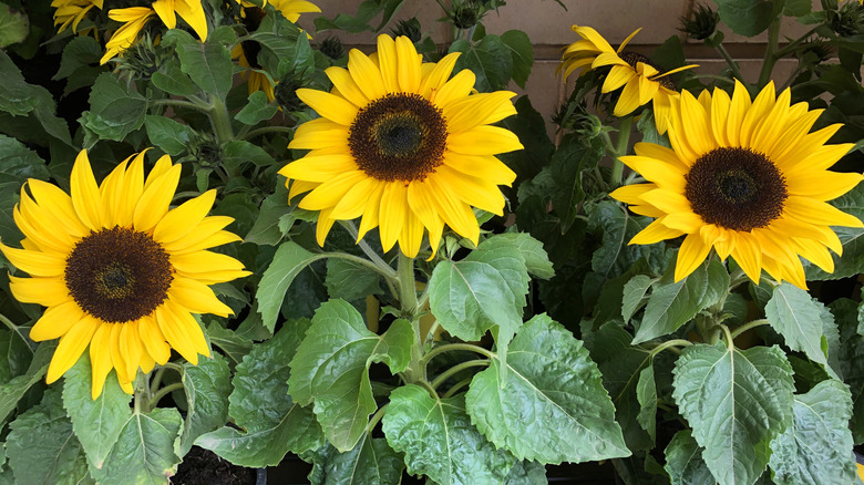 Yellow sunflowers in pots