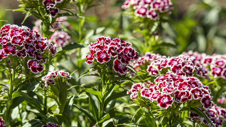 Red and white dianthus flower clusters